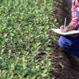 Crop Planning Calendar
